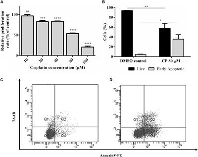 Transcriptomics Profiling Identifies Cisplatin-Inducible Death Receptor 5 Antisense Long Non-coding RNA as a Modulator of Proliferation and Metastasis in HeLa Cells